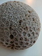 Grote Koraal Schelp - 15cm, Tuin en Terras, Ophalen of Verzenden, Gebruikt, Overige materialen, Overige typen