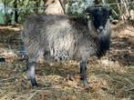 Skudde ram te koop, Dieren en Toebehoren, Schapen, Geiten en Varkens, Mannelijk, Schaap