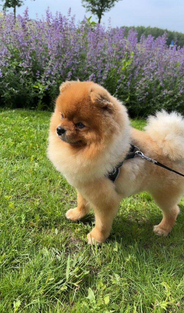 DEKREU Teddy Pomeriaan, Dieren en Toebehoren, Honden | Dekreuen, Reu, Particulier, Eén hond, Buitenland, 1 tot 2 jaar