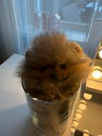 Pomeriaan pups, Particulier, Reu, 8 tot 15 weken, Buitenland