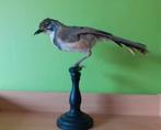 Opgezette Borstbandlijstergaai taxidermy preparaat, Ophalen of Verzenden, Zo goed als nieuw, Vogel, Opgezet dier