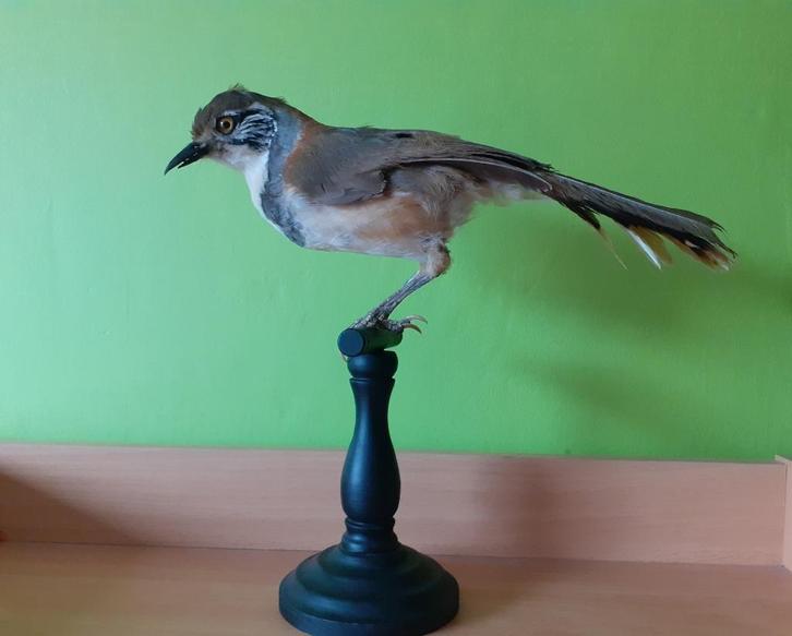 Opgezette Borstbandlijstergaai taxidermy preparaat, Verzamelen, Dierenverzamelingen, Zo goed als nieuw, Opgezet dier, Vogel, Ophalen of Verzenden