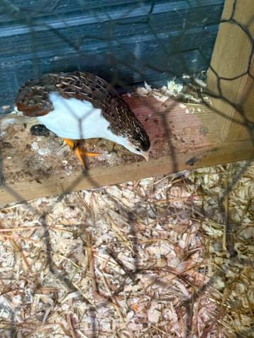 2 Chinese Dwergkwartel Haantjes (Tuxedo) beschikbaar voor biedingen