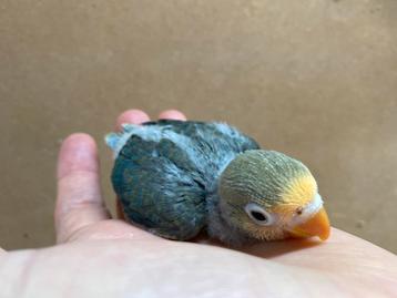 Jonge Turquoise Agapornis Fischeri dwergpapegaai beschikbaar voor biedingen