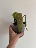 Anthurium Subsignatum, Huis en Inrichting, Kamerplanten, Ophalen, Halfschaduw, Minder dan 100 cm