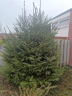 Gratis kerstbomen, Tuin en Terras, Planten | Bomen, Ophalen of Verzenden, Volle zon, Overige soorten