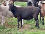Nolana landschaap dekram, Mannelijk, Schaap