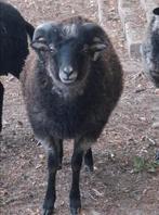 Ouessant ram schaap van dit voorjaar gratis, Dieren en Toebehoren, Mannelijk, Schaap
