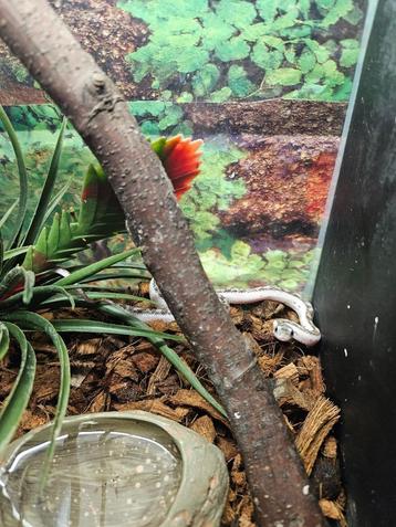 Pantherophis obsoleta White sided Texaanse rattenslang beschikbaar voor biedingen