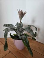 Kamerplant, Aechmea fasciata, Huis en Inrichting, Kamerplanten, Ophalen, Halfschaduw, Minder dan 100 cm