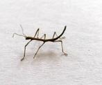 Wandelende takken, Dieren en Toebehoren, Insecten en Spinnen, Wandelende tak