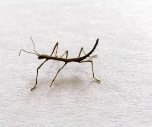 Wandelende takken, Dieren en Toebehoren, Insecten en Spinnen, Wandelende tak
