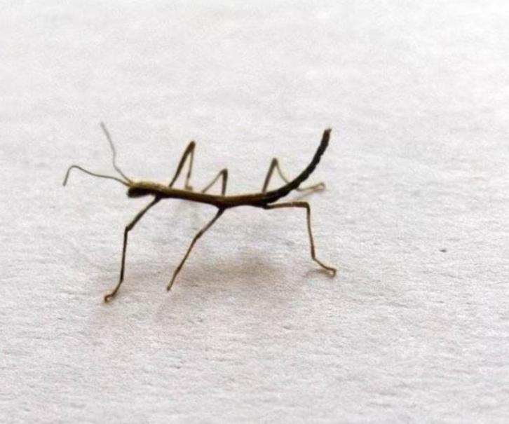 Wandelende takken, Dieren en Toebehoren, Insecten en Spinnen, Wandelende tak