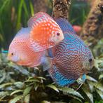 Gezocht: Aquarium., Dieren en Toebehoren, Ophalen, Leeg aquarium