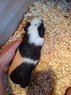 Goed huisje gezocht voor cavia beertje, Dieren en Toebehoren, Knaagdieren, April, Mannelijk, Cavia