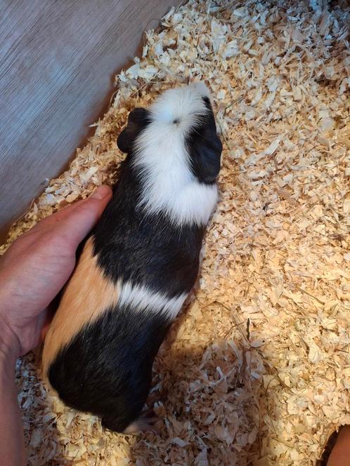 Goed huisje gezocht voor cavia beertje, Dieren en Toebehoren, Knaagdieren, Mannelijk, Cavia, April