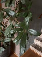 Ficus Elastica (rubberplant) kamerplant plant 160 cm, Huis en Inrichting, Kamerplanten, Ophalen, Ficus, Halfschaduw, Minder dan 100 cm