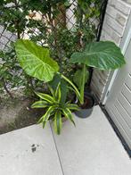 Olifantsoor en Limoen Draak planten, Tuin en Terras, Planten | Tuinplanten, Ophalen of Verzenden, Zomer, Volle zon