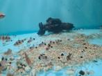 Corydoras Panda, pantsermeerval, Dieren en Toebehoren, Vissen | Aquariumvissen, Vis, Zoetwatervis