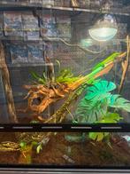 Madagaskar daggekko (met terrarium), Dieren en Toebehoren