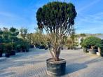 Exclusieve meerstammige Taxus media 'Hicksii'te koop!, Bloeit niet, 250 tot 400 cm, Volle zon, In pot