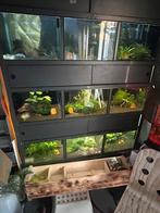 Aqurium opstelling met garnalen, kreeften en axolots, Ophalen, Zo goed als nieuw, Terrarium of Paludarium