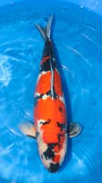 Doirsu Showa 62 cm, Dieren en Toebehoren, Karper of Koi