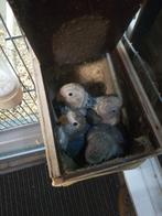 Agapornis, Dieren en Toebehoren, Geslacht onbekend, Overige typen, Tam, Oktober