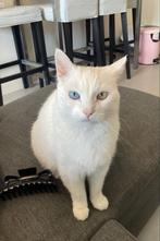 Dove Witte Poes van 11 jaar, Dieren en Toebehoren, Katten en Kittens | Dekkaters, 6 jaar of ouder