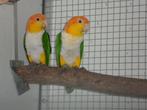 Kweekkoppels caique te koop, Dieren en Toebehoren, Vogels | Parkieten en Papegaaien, Meerdere dieren, Papegaai, Geringd
