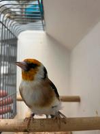 Majoor putter 2023, Dieren en Toebehoren, Vogels | Overige Vogels, Mannelijk, Wildzangvogel