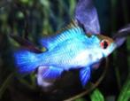 Ramirezi electric blue - Koidream Valburg, Dieren en Toebehoren, Vissen | Aquariumvissen, Vis, Zoetwatervis