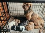 Een prachtig mooi nestje boomers te koop, Dieren en Toebehoren, Jack Russell Terriër, 8 tot 15 weken, Meerdere, Meerdere dieren