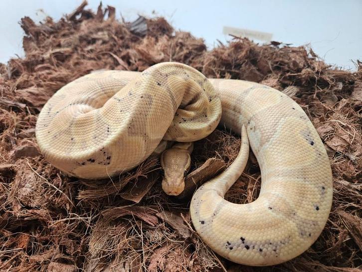 Koningspythons, ballpython