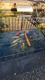 Vissen en filter, Karper of Koi