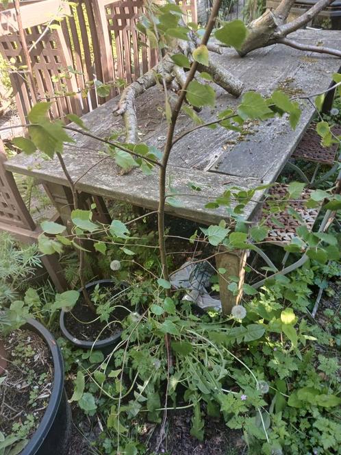 2 potten (diameter 28cm) met Jonge Berk, € 1,50 p.s., Tuin en Terras, Planten | Bomen, Overige soorten, 100 tot 250 cm, Halfschaduw