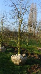 Jubileum Pruim, laagstam pruimenboom, 14 jaar, € 495,00, Ophalen, 250 tot 400 cm, Pruimenboom, Lente