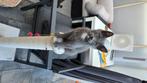 Lieve grijze Kitten, Kater, Kortharig, 0 tot 2 jaar