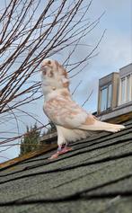 2 jonge kapucijners, Dieren en Toebehoren, Vogels | Duiven, Geslacht onbekend, Overige soorten