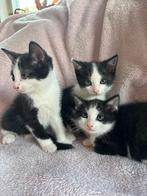 3 katertjes, Dieren en Toebehoren, Katten en Kittens | Overige Katten, Kater