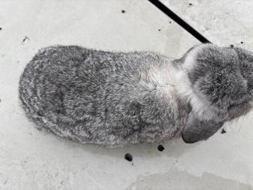 Chinchilla voedster 3 jaar oud beschikbaar voor biedingen