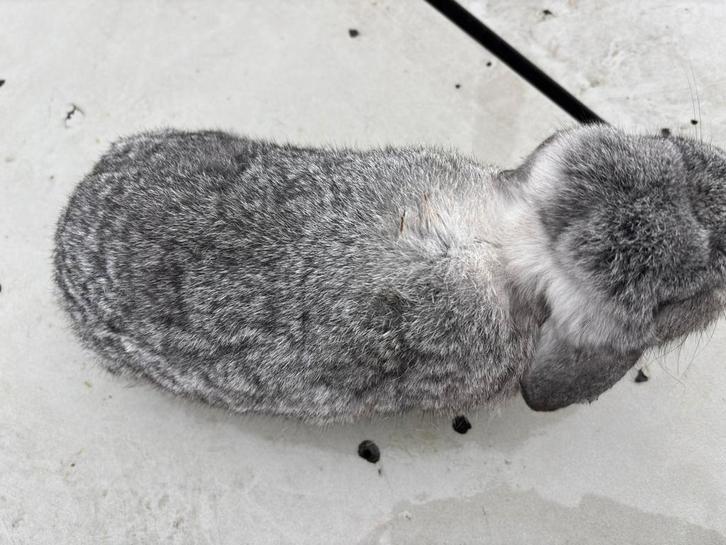 Chinchilla voedster 3 jaar oud, Dieren en Toebehoren, Konijnen, Dwerg, Vrouwelijk, Hangoor