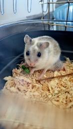 Hamster met alles er op en er aan, Dieren en Toebehoren, Knaagdieren, Hamster, April, Mannelijk, Tam