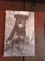 Rottweiler teef 4 jaar, Dieren en Toebehoren, Honden | Niet-rashonden, Teef, Eén hond, 3 tot 5 jaar, Nederland