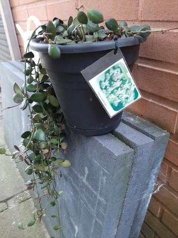 Hoya Carmelae plantje in Elho pot met schotel. beschikbaar voor biedingen