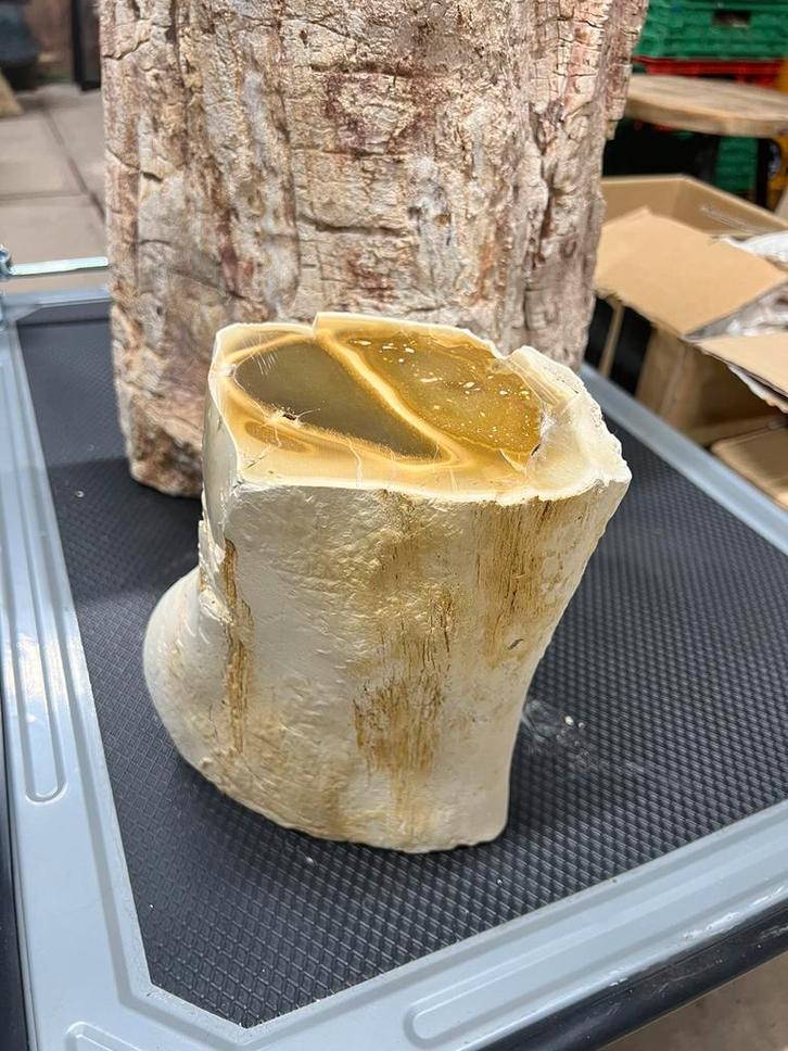 geopaliseerd versteend hout indonesie /zeldzaam opalisedwood, Verzamelen, Mineralen en Fossielen, Ophalen of Verzenden