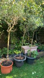 3 Olijfbomen in pot, Ophalen, In pot, Olijfboom, 100 tot 250 cm