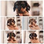 De allerliefste dwerg/kaninchen teckel pups, Dieren en Toebehoren, Honden | Teckels en Dashonden, Kaninchen, 8 tot 15 weken, Parvo