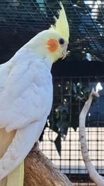 2 witte valkparkieten. 15 oktober uit het blok. Niet tam!, Dieren en Toebehoren, Geslacht onbekend, Parkiet