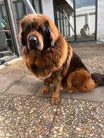 Tibetaanse mastif teef april 2022, Dieren en Toebehoren, Overige rassen, CDV (hondenziekte), 1 tot 2 jaar, Teef